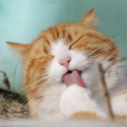 An orange and white cat on a green background licking its paw in bliss.